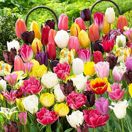 Detalle de DUTCH BULBS EXCLUSIVE PLANTS FROM HOLLAND bulbi di tulipano, confezione da 50