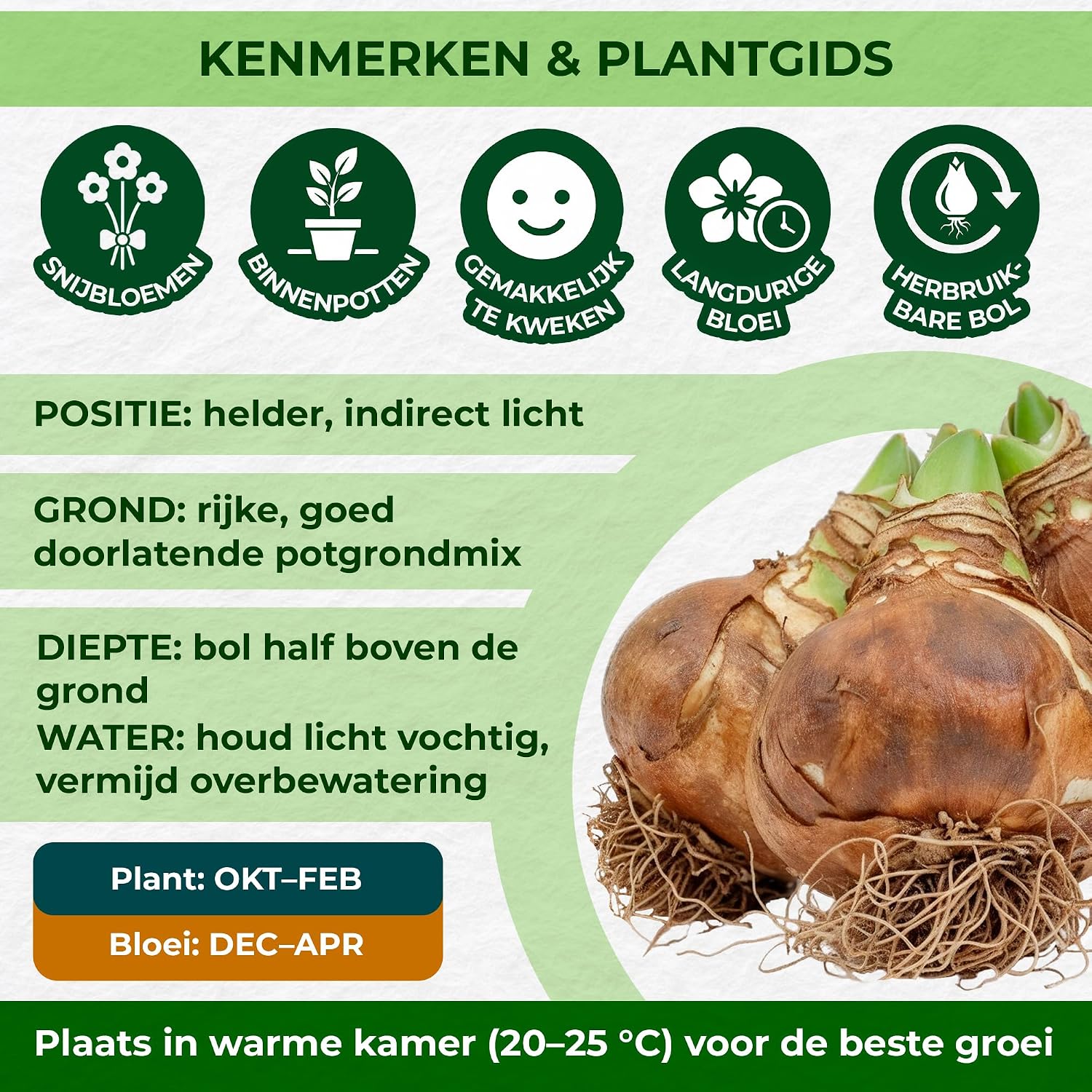 Thumbnail 5 de DUTCH BULBS EXCLUSIVE PLANTS FROM HOLLAND Amaryllis Papilio QW-K981-FD53, bol 20/22