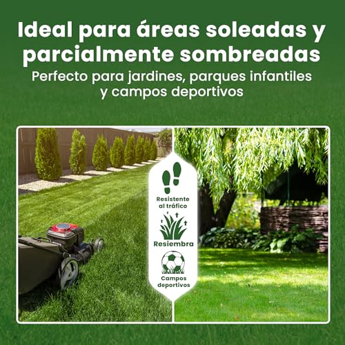 Detalle de LERAVA EXPRESS semillas césped (30m²) – crecimiento rápido y resistente