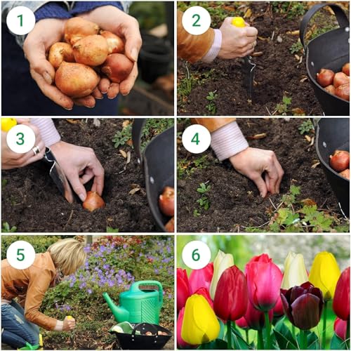 Thumbnail 3 de Tulipanes Riesen Darwin 25 bulbos