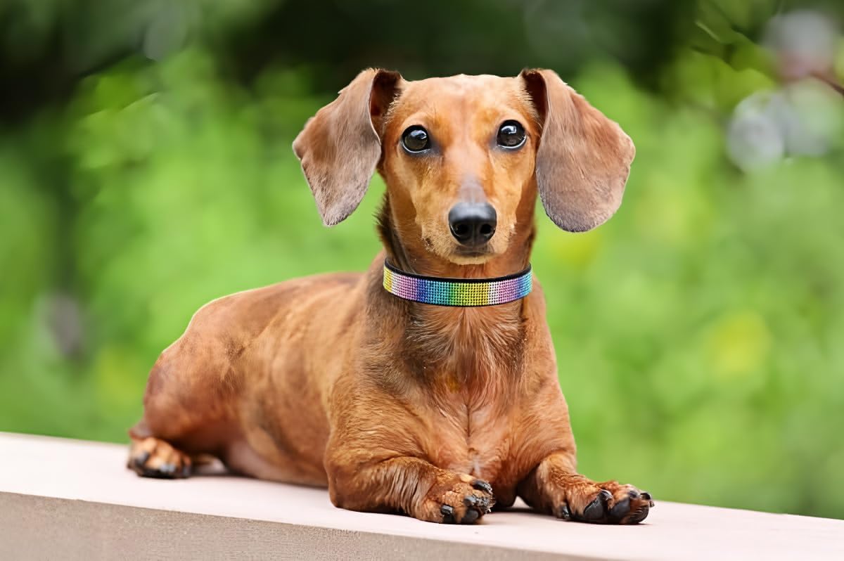 Thumbnail 2 de Bling Diamante Dog Collar (Rhinestone) – Velvet, Adjustable Crystal Puppy Collar, Purple, Size S