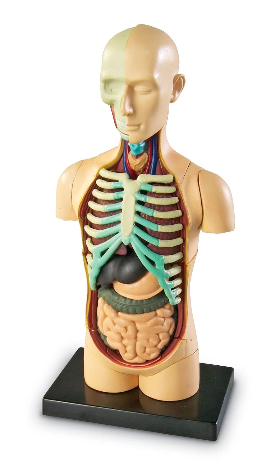 Detalle 2 de Learning Resources Modelo Anatómico Cuerpo Humano 🧠 31 Pzs, Infantil