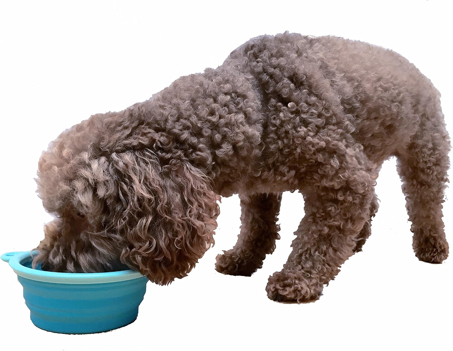 Detalle 1 de Prima Pet Silicone Travel Bowl 1.5-Cup