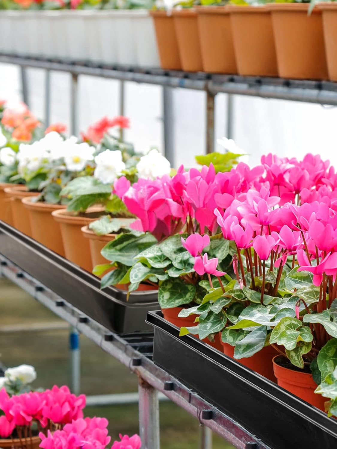 Thumbnail 6 de FUCNEN Plateaux de Semis 39x29x6,5 cm