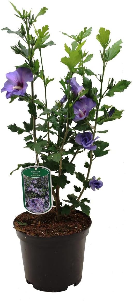 Detalle 1 de Generic SIERH122_40-60_C – Hibiscus syriacus 'Blauwe Vogel', paarsblauwe bloemen