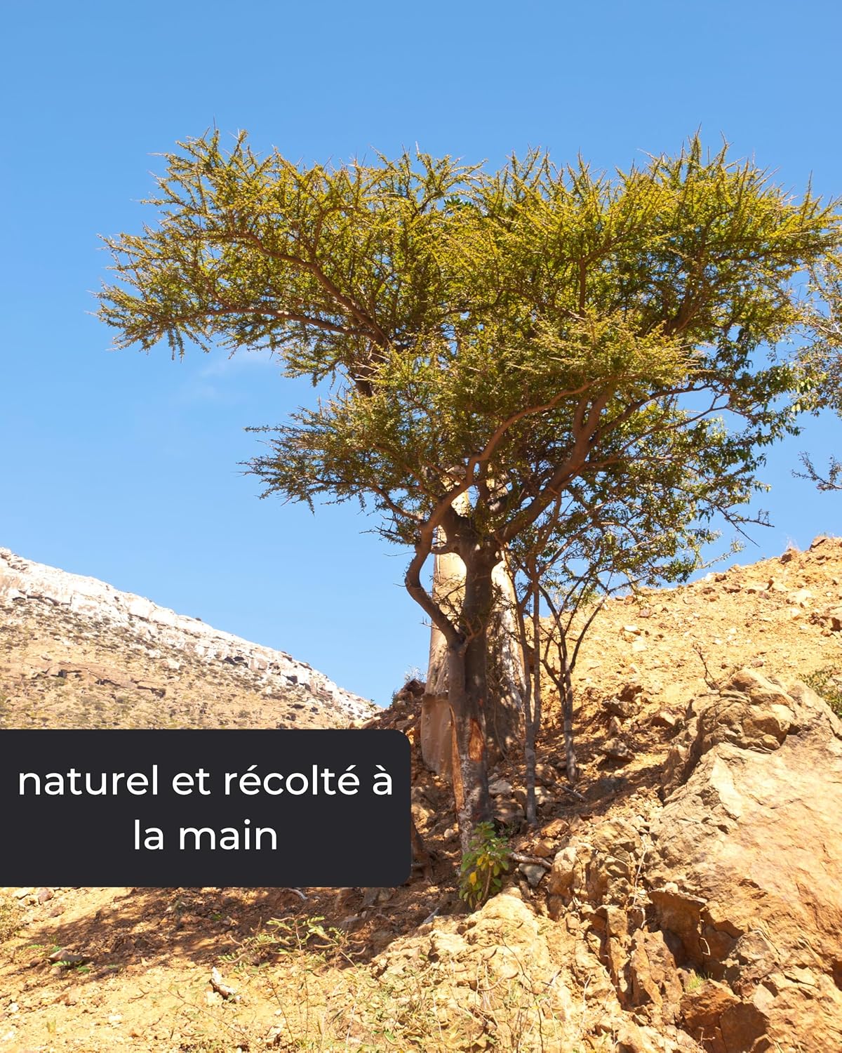 Detalle de Incensera Encens Oman 1er Choix à Fumer 250 g – Résine Boswellia sacra pure, encens d’église et purification du foyer