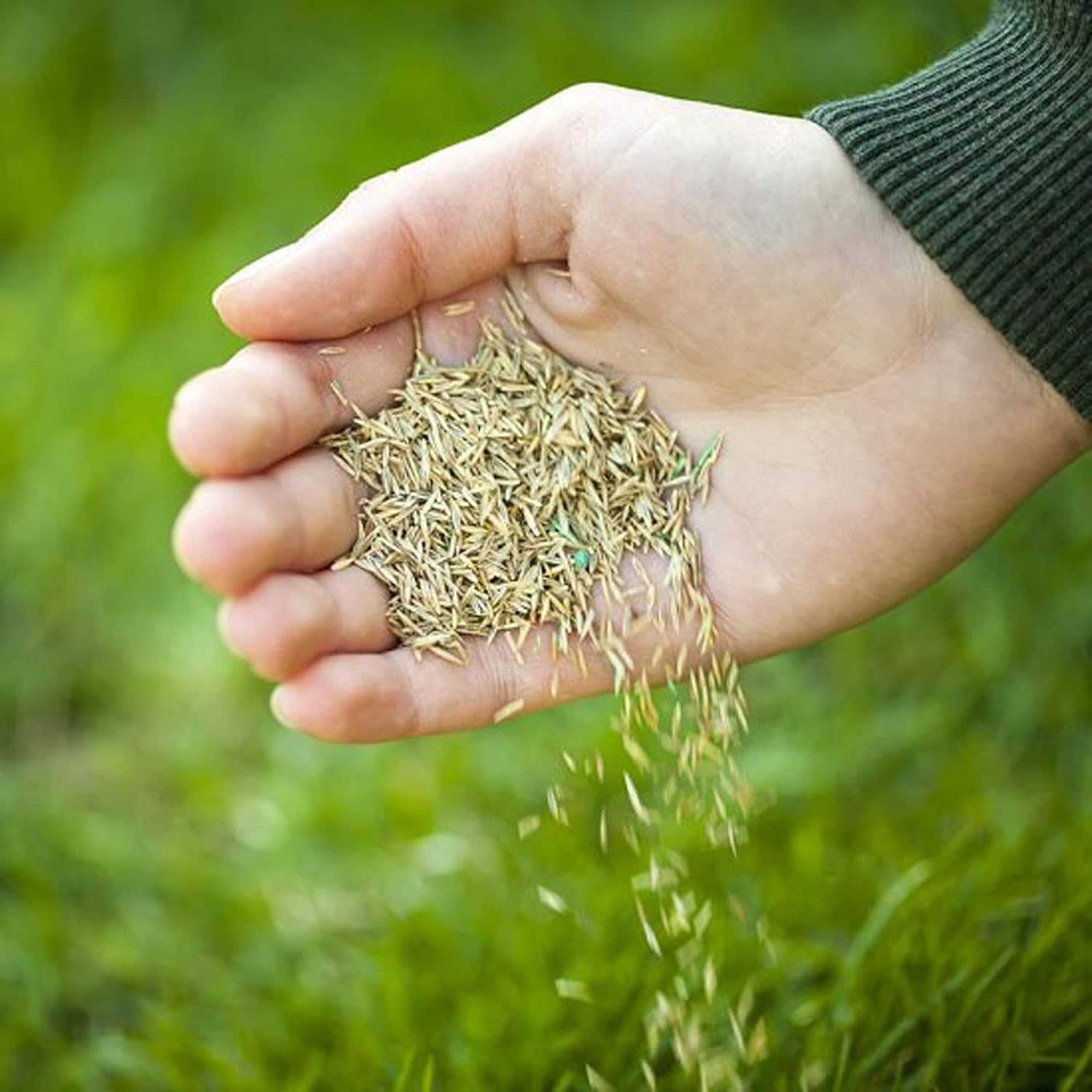 Thumbnail 5 de Grow Pure Grass Seed (1kg) — Quick Patch and New Lawn Solution, UK Climate