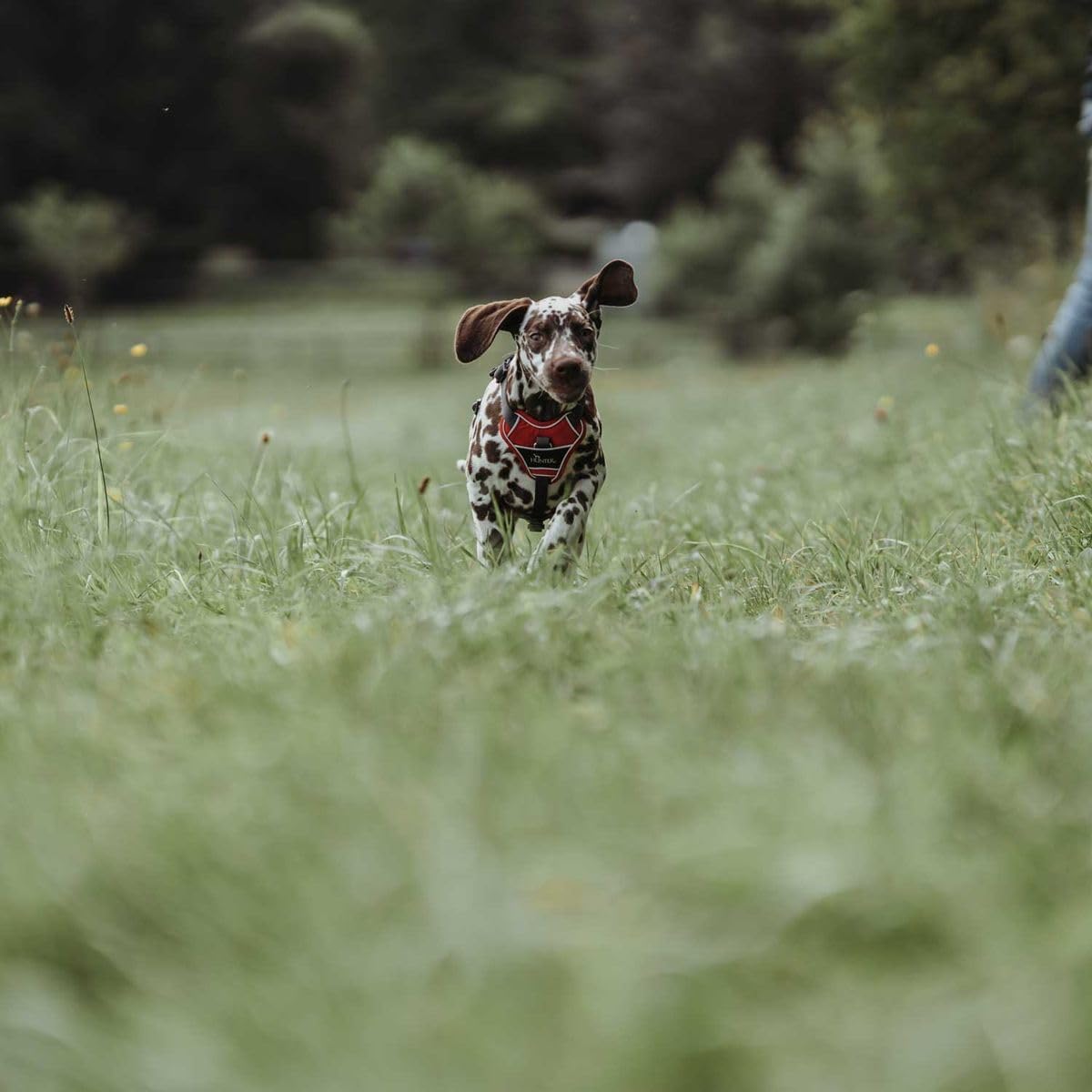 Detalle de Hunter DIVO Hundegeschirr XS 34–47 cm rot/grau – Ergonomisch, reflektierend und vielseitig einsetzbar