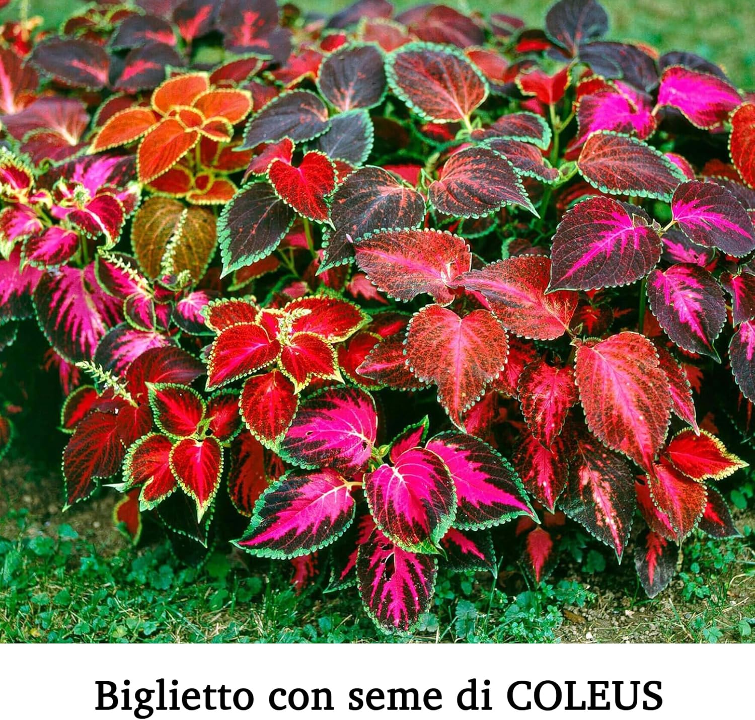 Thumbnail 3 de ARKRAFT biglietto auguri battesimo con semi da piantare formato 17x12