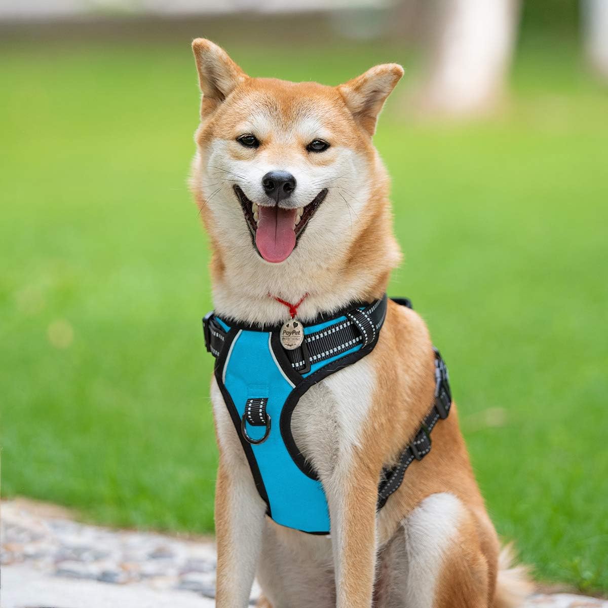 Detalle de PoyPet No Pull Hundegeschirr (blau) mit reflektierenden Elementen, 2 Leinenbefestigungen und Steuergriff – für kleine bis mittelgroße Hunde, XS