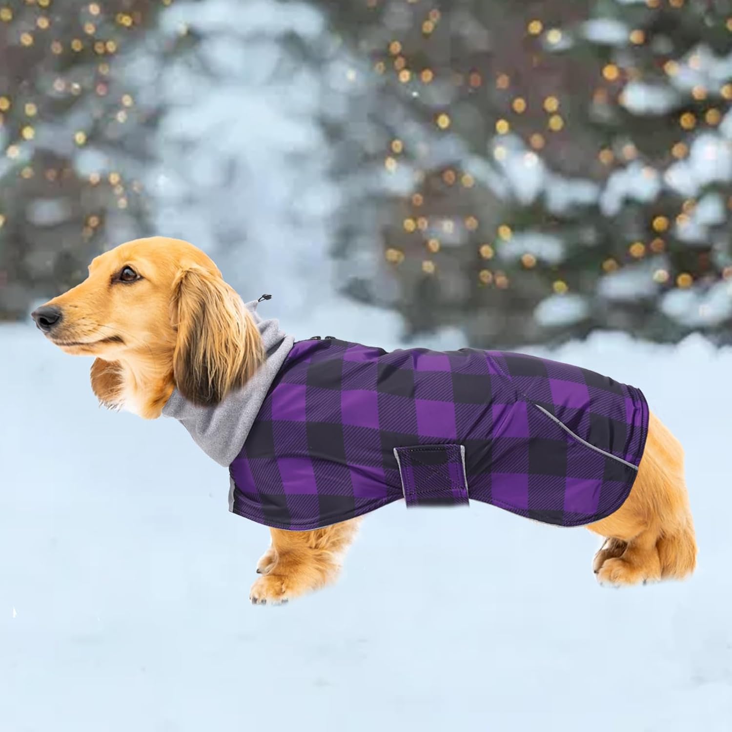 Thumbnail 6 de Morezi Dachshund Coat Waterproof with Padded Fleece Lining, Reflective Stripe and Harness Hole