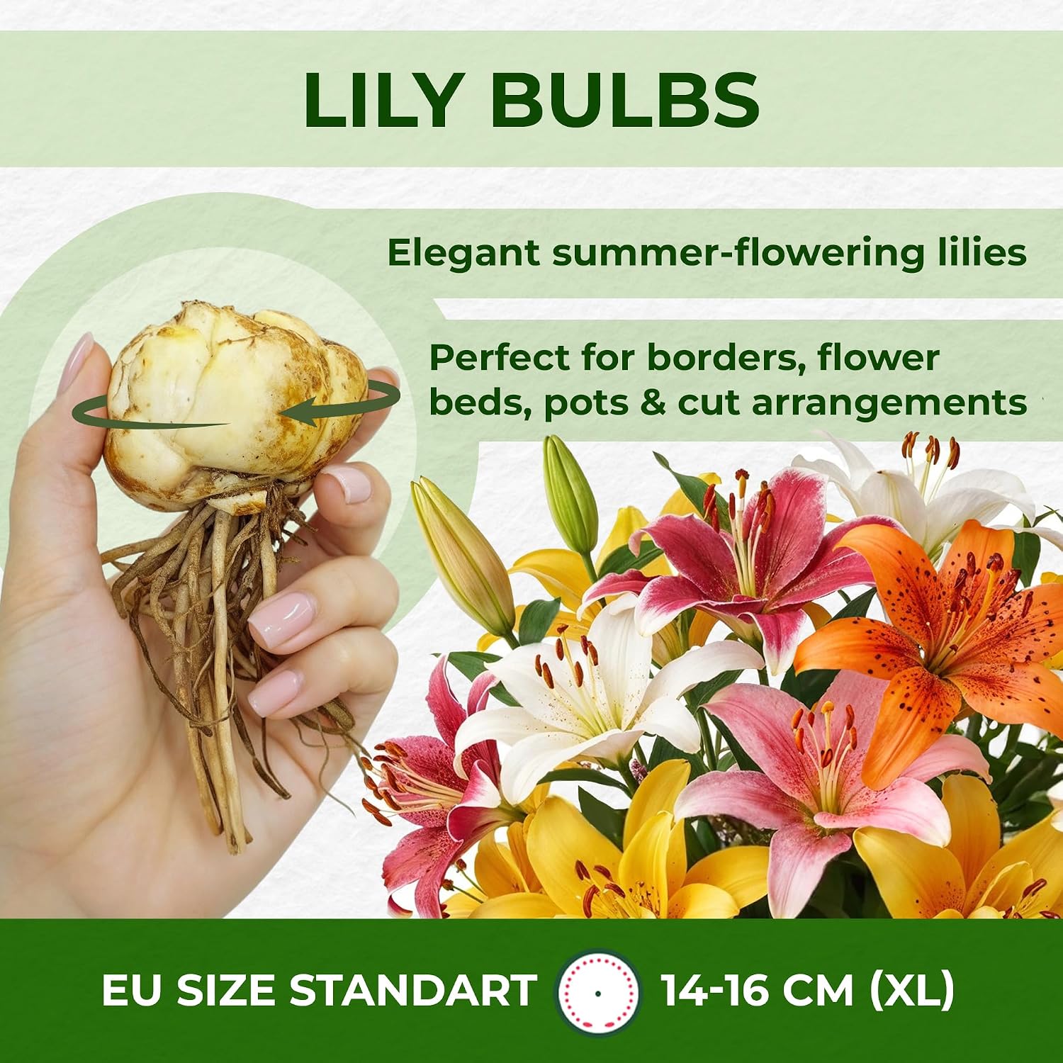 Thumbnail 4 de DUTCH BULBS EXCLUSIVE PLANTS FROM HOLLAND 8720364056223 Matrix Lily Bulbs, 15 Hardy Perennials