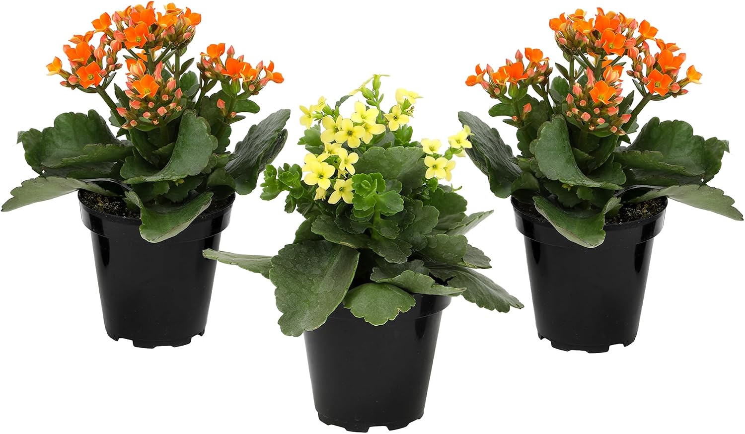 Detalle de Kalanchoe Flowering Succulent Plants, 3-Pack