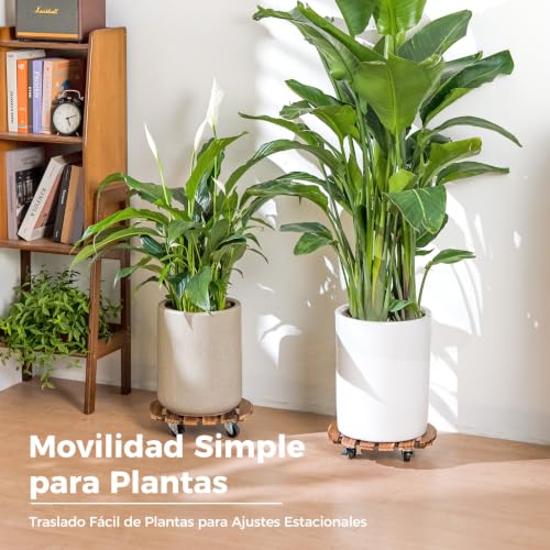 Thumbnail 6 de Bamworld Soporte móvil para plantas con base de 30 cm (pack 2) – plataforma rodante para macetas pesadas