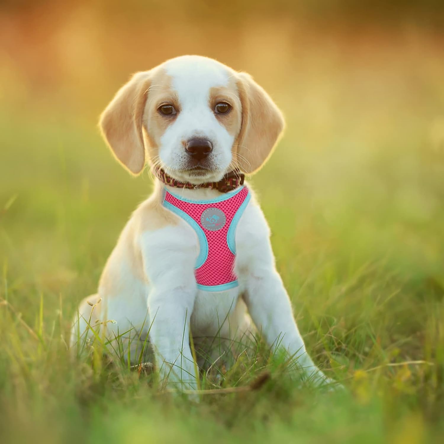 Thumbnail 2 de PHOEPET Step-In Dog Harness, Size S