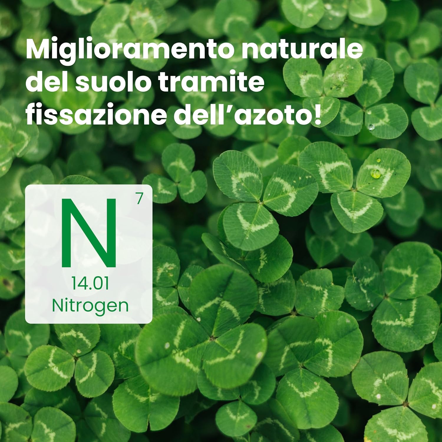Thumbnail 2 de LERAVA Trifoglio Nano semi prato (50 m²) – non richiede taglio, crescita compatta e fioritura bianca
