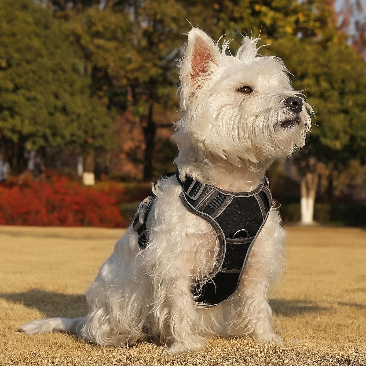 Thumbnail 6 de Belababy Medium Anti-Pull Dog Harness with Soft Padded Handle (Black, Size M)