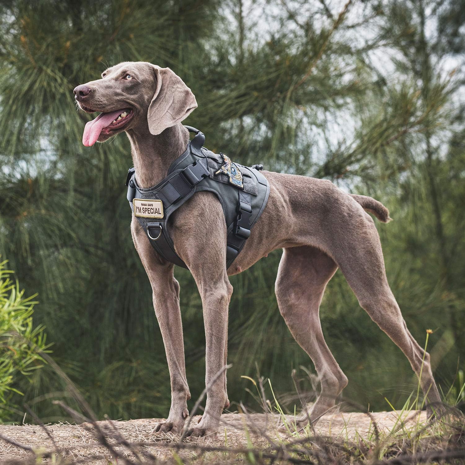 Thumbnail 4 de OneTigris Fire Watch : Harnais Tactique pour Chien – Gris, Taille M, poignée et 2 Anneaux en D