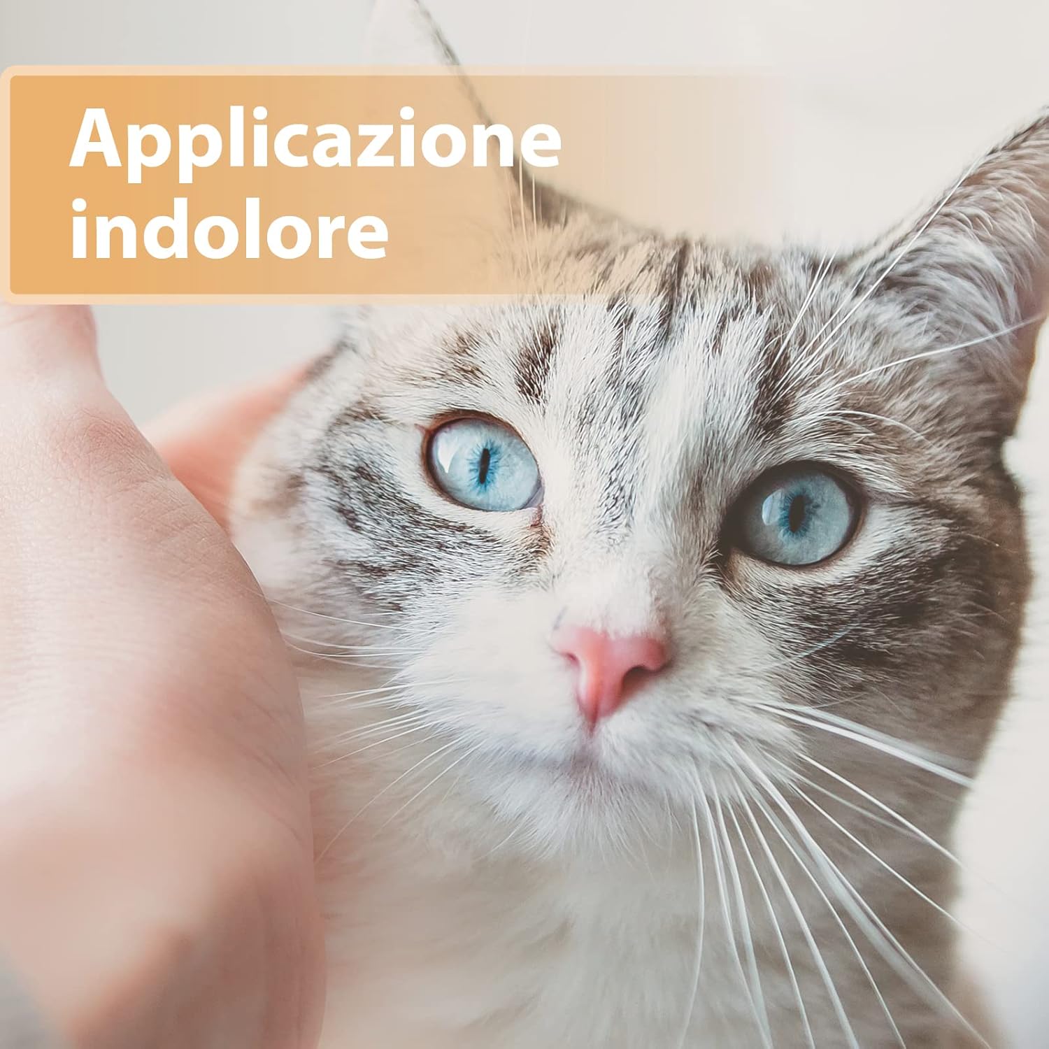 Thumbnail 3 de Felisept Gel per ferite per gatti 20ml – Unguento antisettico per la cura delle ferite