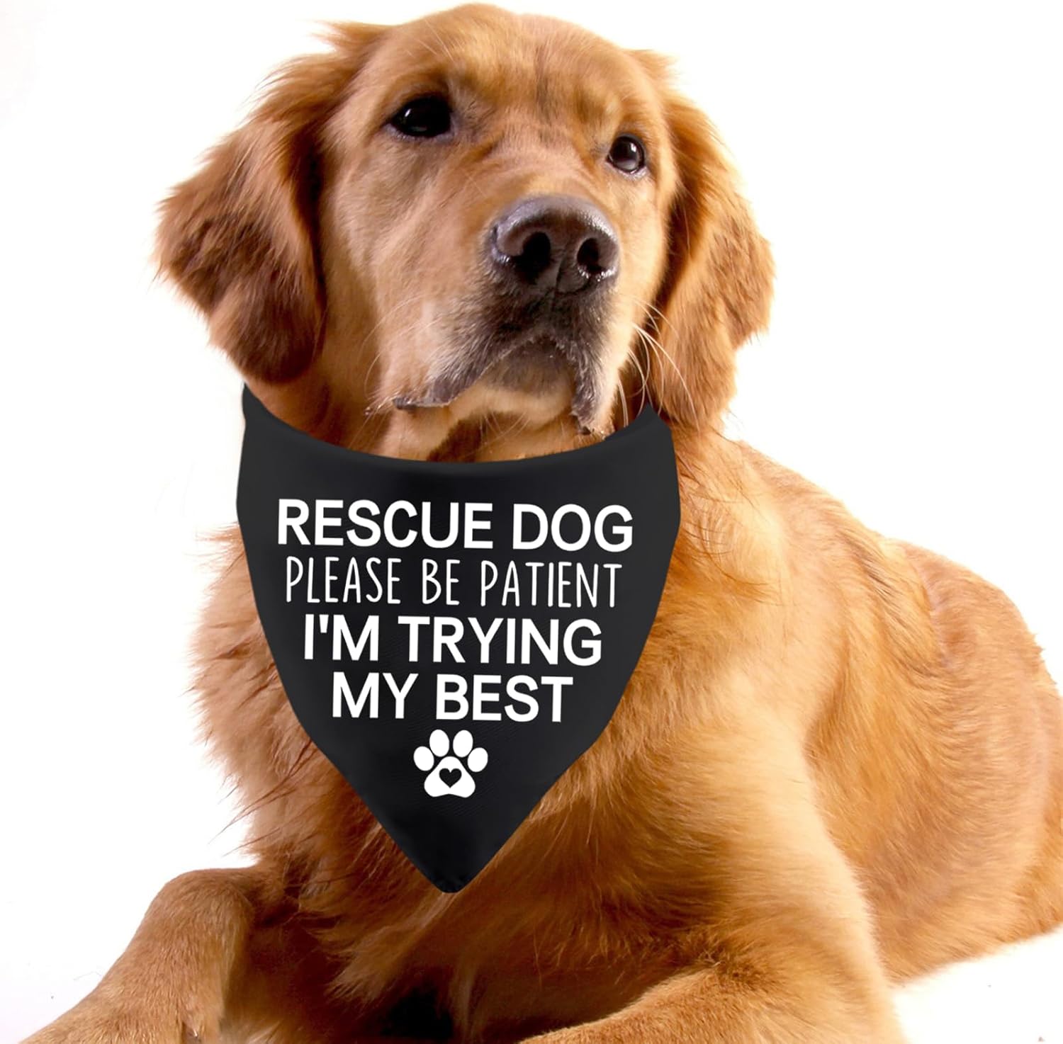 Detalle 2 de Rescue Dog Bandana "Please Be Patient I'm Trying My Best"