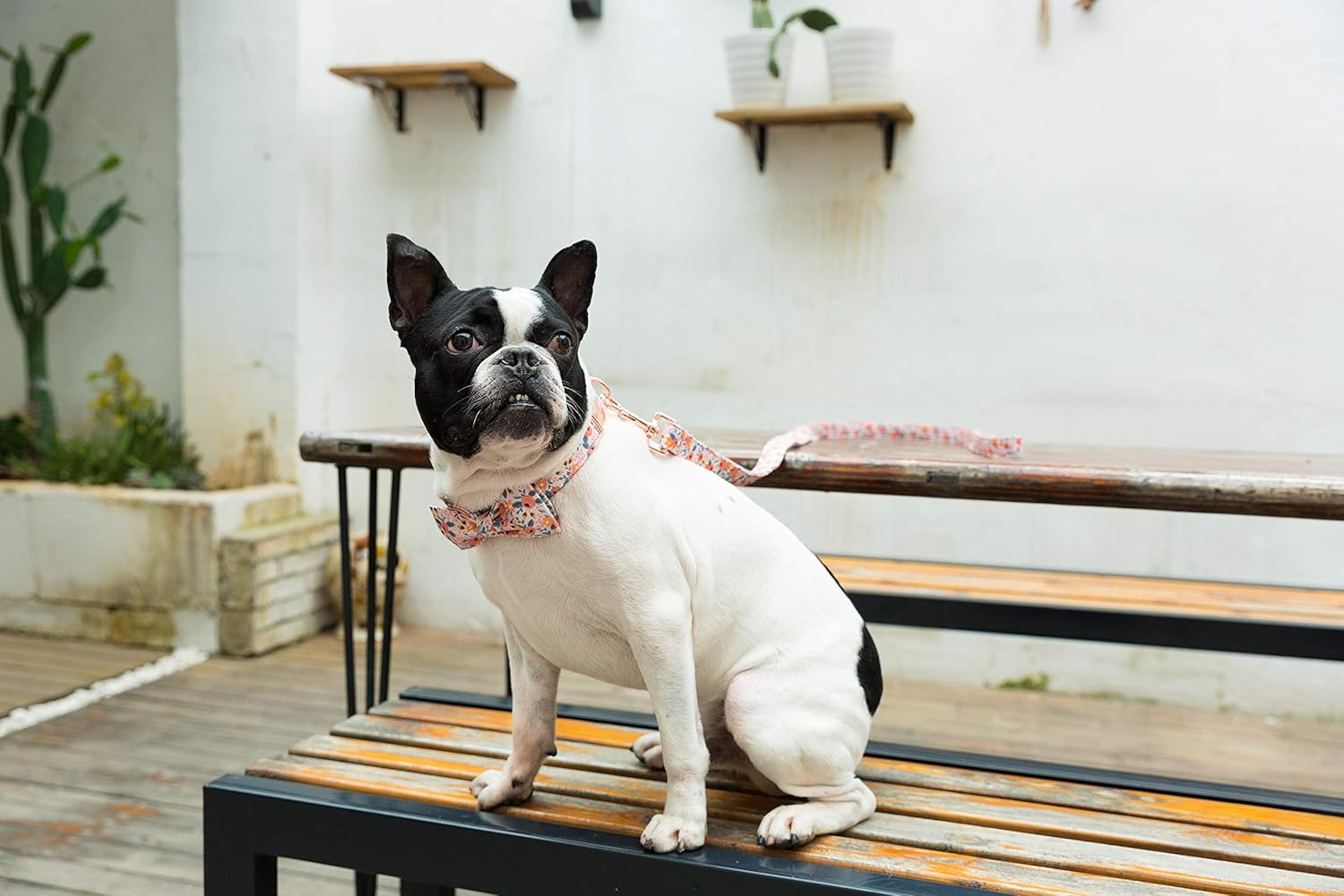 Thumbnail 5 de Unique Style Paws Hundehalsband mit Fliege (verstellbar) – Größe L für Hunde und Katzen