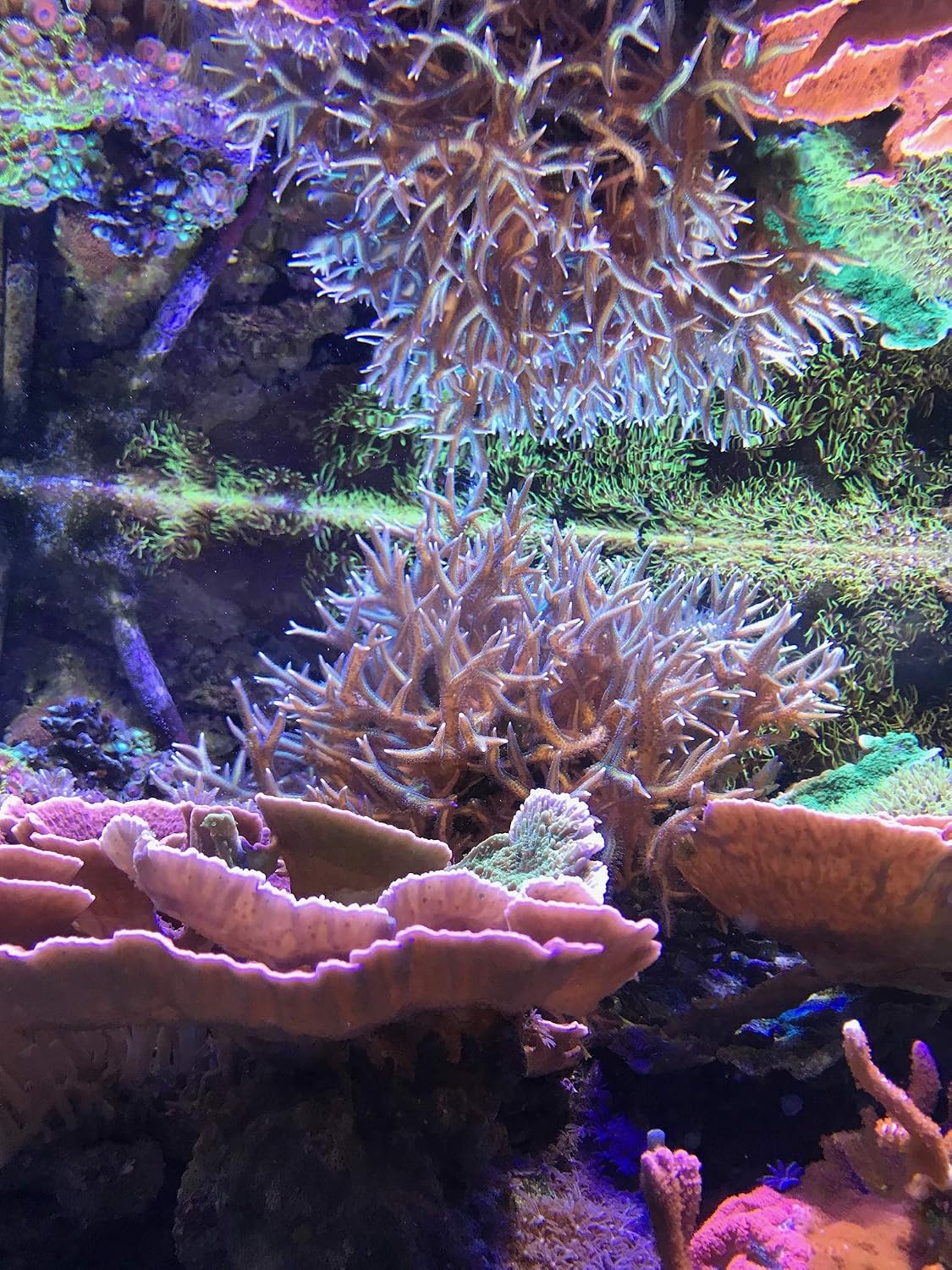Detalle de Seachem Vibrant Sea – skoncentrowana sól morska do akwarium rafowego, 60 l