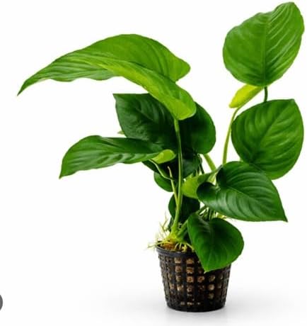 Thumbnail 4 de Aqua Breeding Skill Anubias-set voor aquarium, 3 levende planten in verschillende formaten