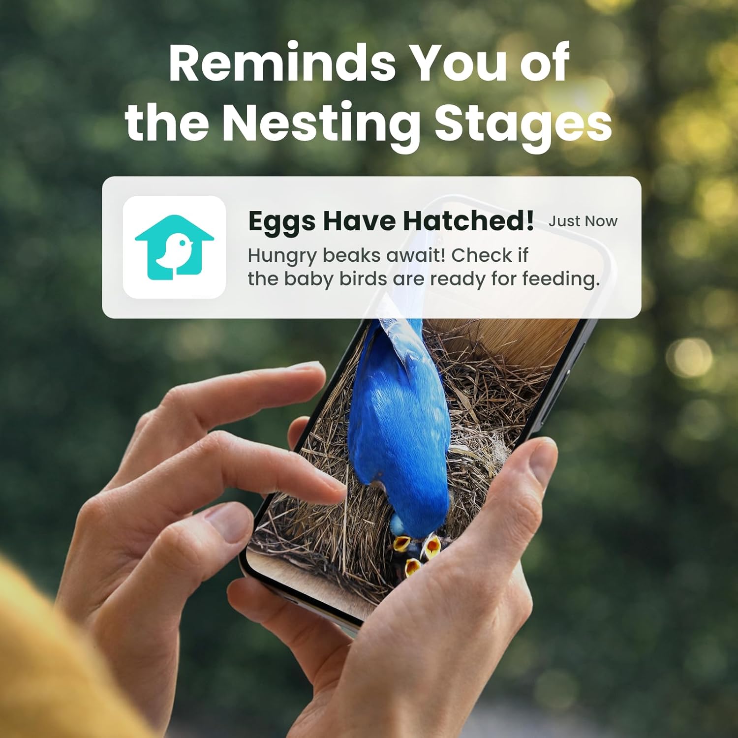 Detalle de Birdfy Smart Bird House with Camera – Solar Powered, 1080HD Live Video