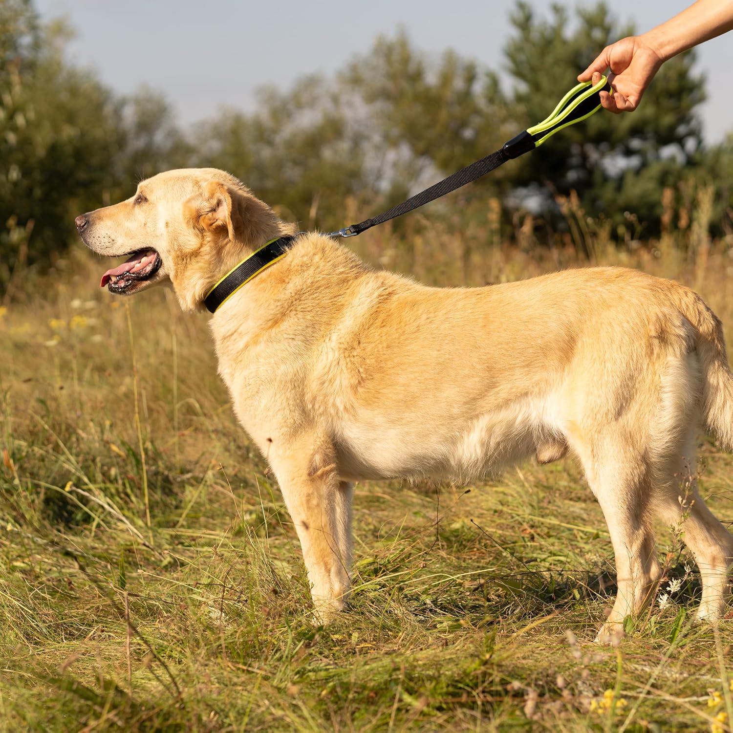 Detalle de Ferplast Laisse Courte ERGOFLUO – Laisse pour Chien de Grande Taille, poignée Ergonomique rembourrée, nylon, 55 cm x 2,5 cm, Jaune
