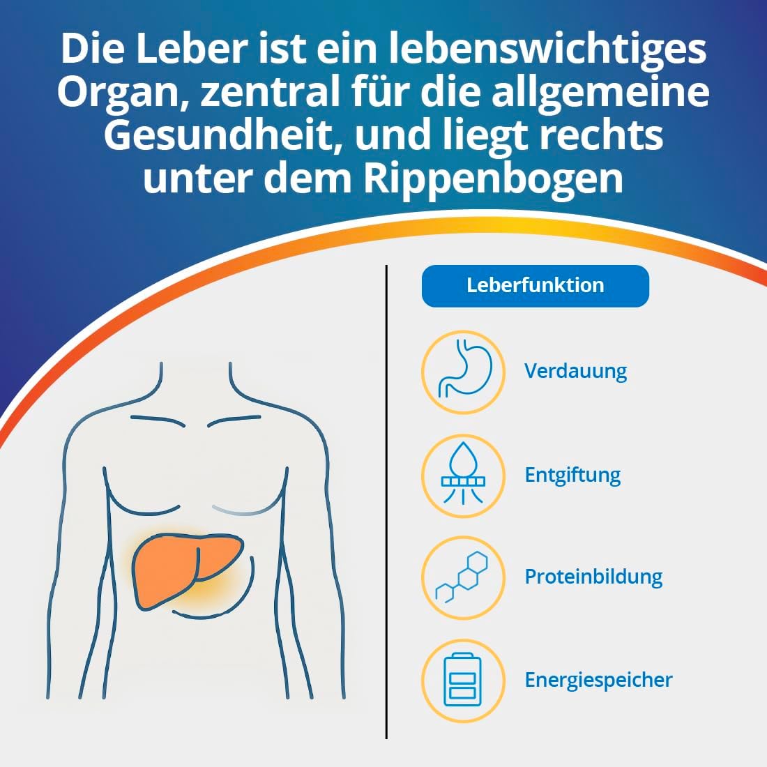 Thumbnail 1 de ADESTE Lebertest – Leberwerte Selbsttest, 1 Test