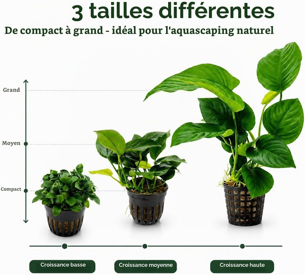 Thumbnail 1 de Aqua Breeding Skill Anubias-set voor aquarium, 3 levende planten in verschillende formaten