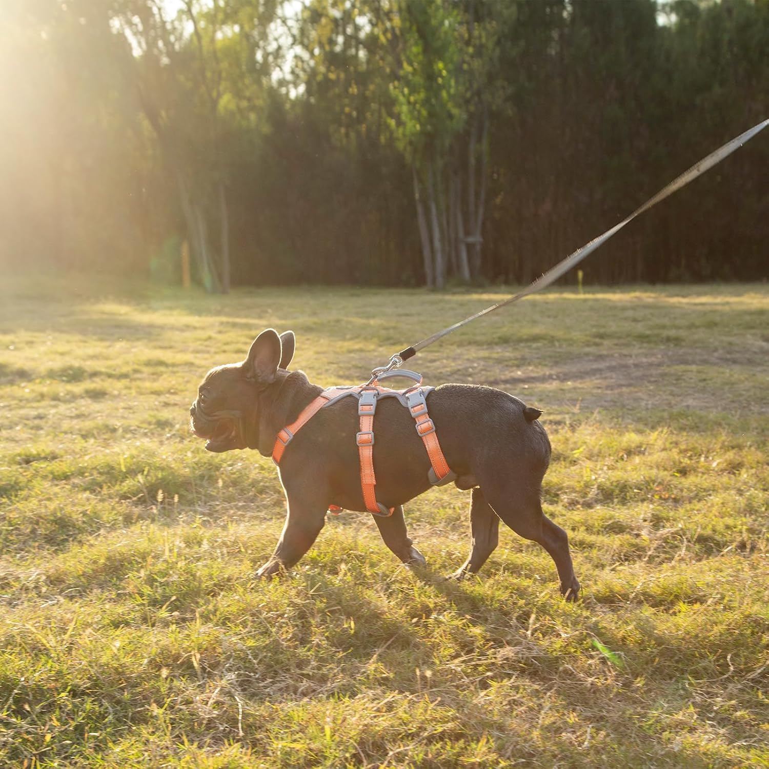 Thumbnail 6 de Huntboo Ausbruchsicheres Geschirr – Reflektierendes Hundegeschirr mit gepolstertem Griff (Orange, Größe M)