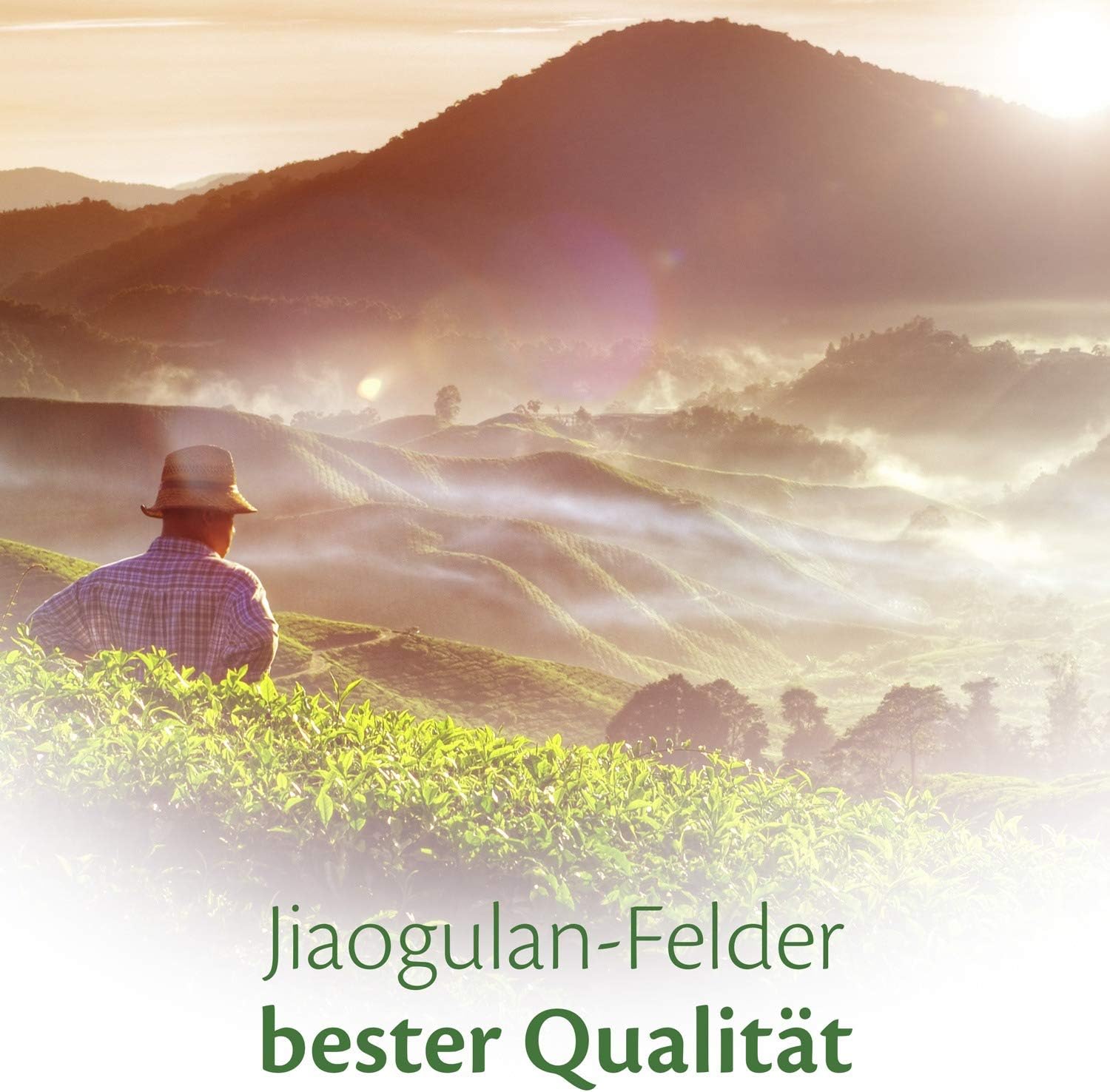 Detalle 2 de Jiaogulan Kraut der Unsterblichkeit 150g
