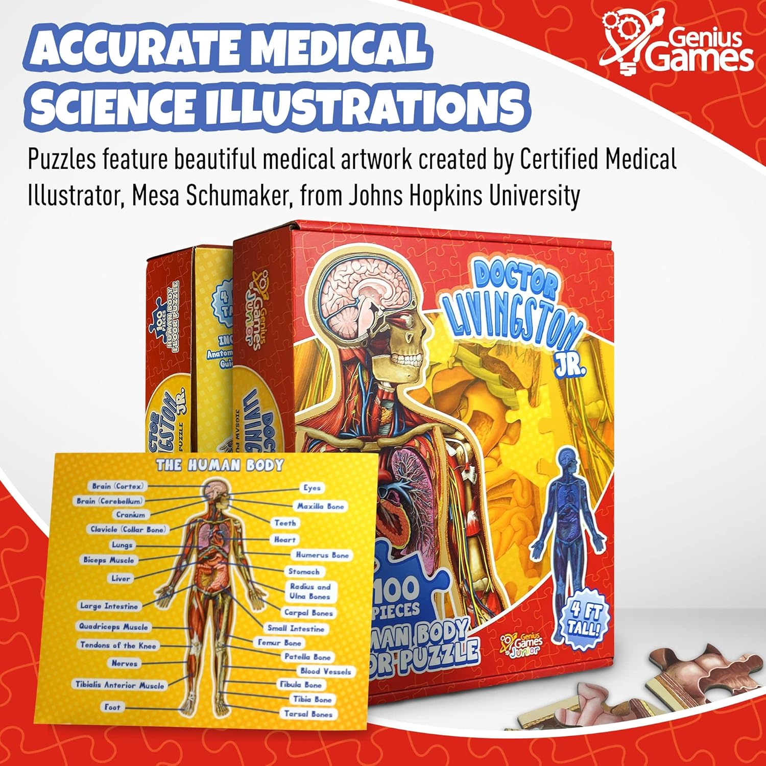 Thumbnail 4 de Human Anatomy Kids Floor Puzzle by Dr Livingston Jr: 100-Piece Full Body Jigsaw for Ages 6-10