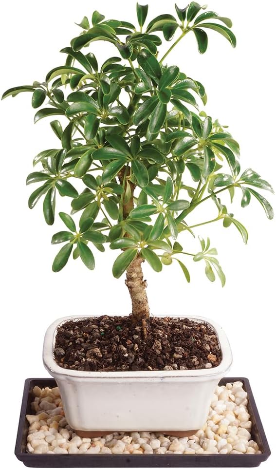 Detalle de Brussel's Bonsai Indoor Bonsai Tree, 3 Years Old