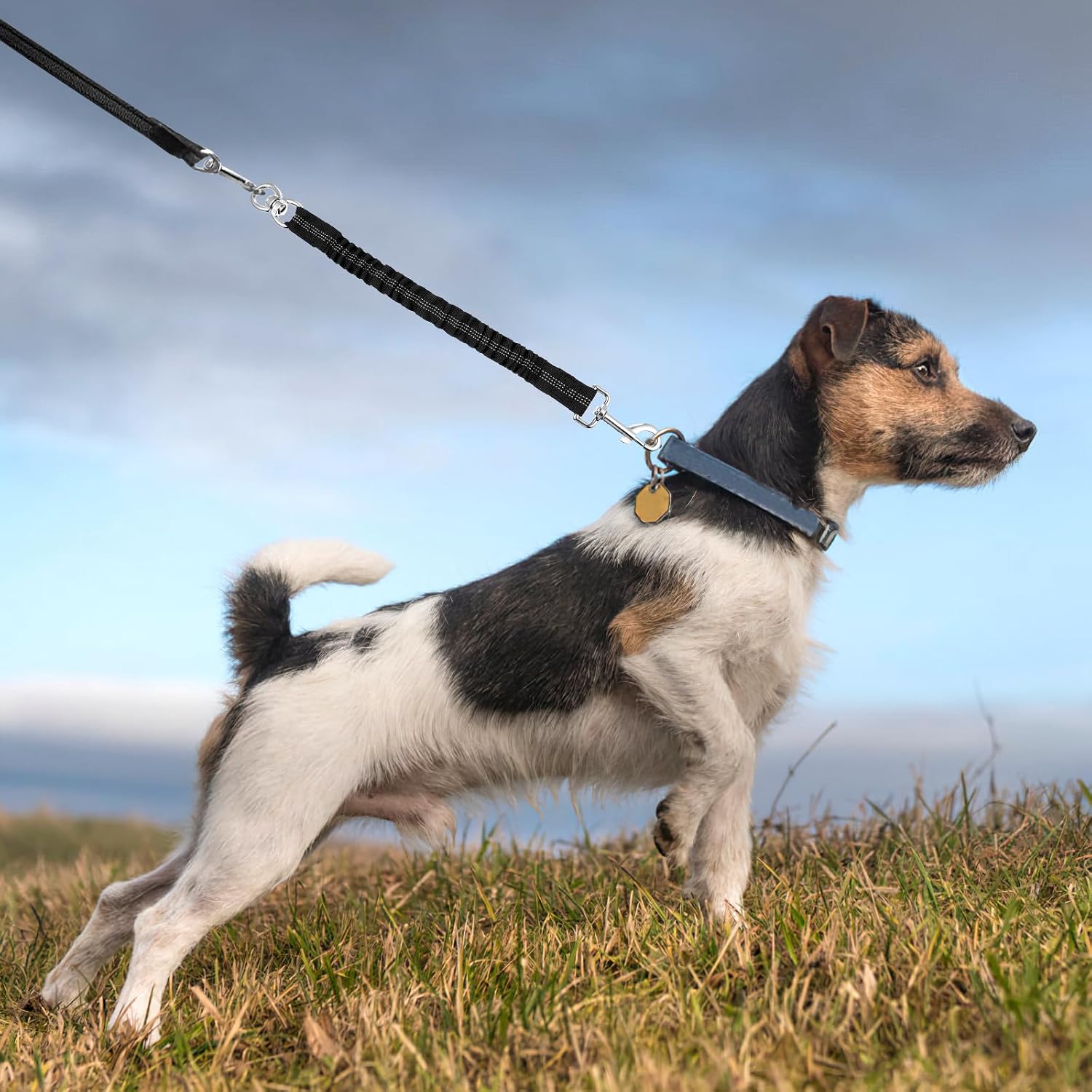 Thumbnail 2 de Pet Absorber Bungee Leash Extension 14.57in