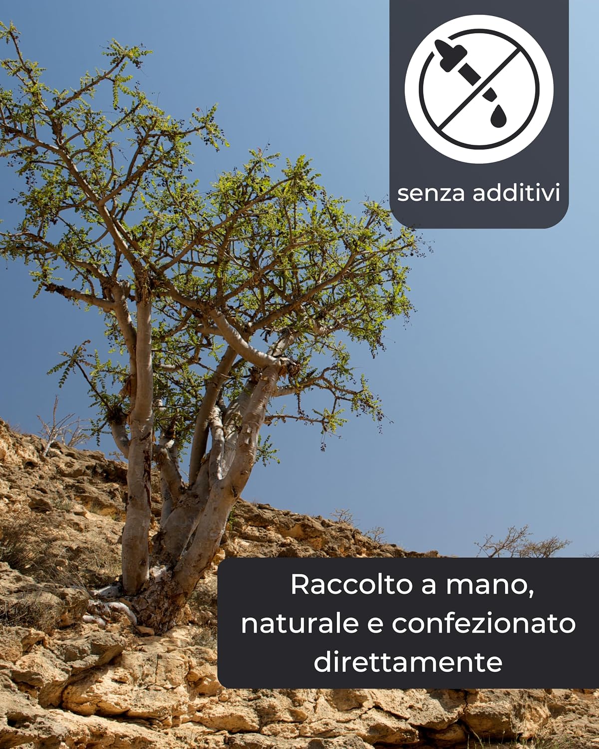 Detalle de Incenso indiano Boswellia Serrata 50 g – Incenso puro per meditazione, relax e rituali