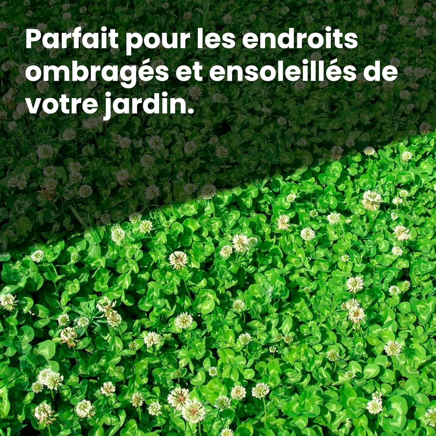 Thumbnail 6 de LERAVA Trèfle blanc (50 m²) – Fixateur d’azote naturel pour pelouses et jardins
