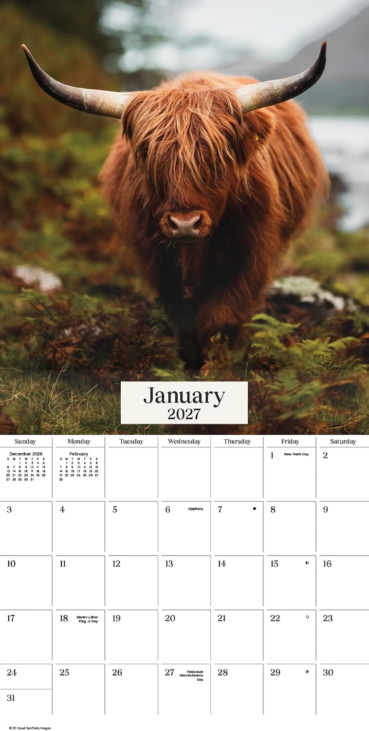 Detalle de 2027 Highland Cows Wall Calendar, 12" x 12" with 13 Images