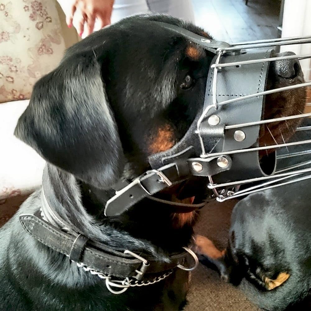 Detalle de DINGO GEAR S02999 – metalowy kaganiec dla samca rottweilera, regulowane paski