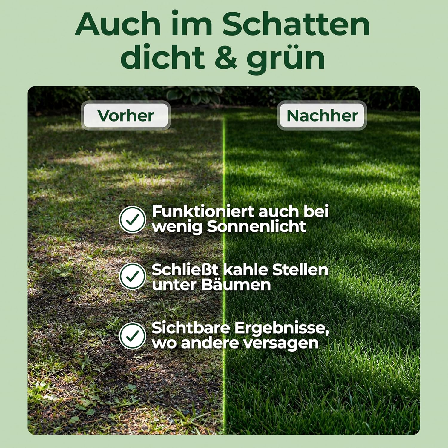 Detalle de Schattenrasen Rasensamen 1 kg – dichte Grasmischung für schattige Flächen