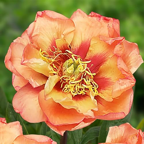 Detalle 2 de Pivoine Itoh Orange Passion 1 racine ⚙