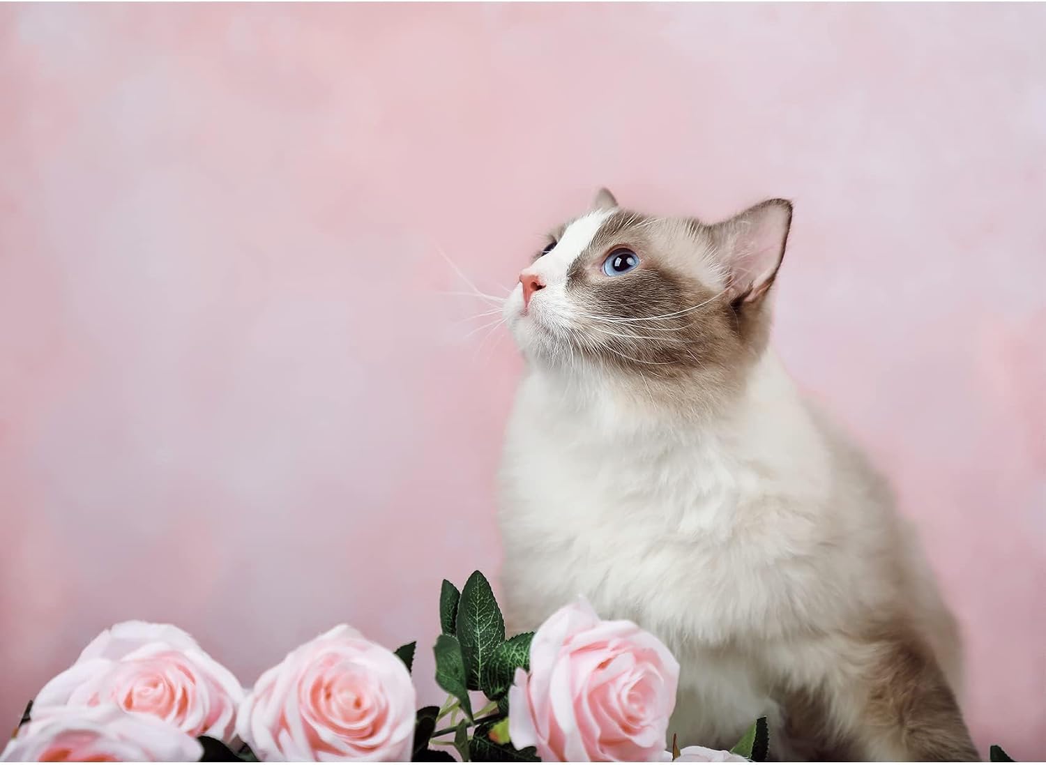 Thumbnail 5 de Kate Backdrops 2x3m Light Pink Photography Backdrop