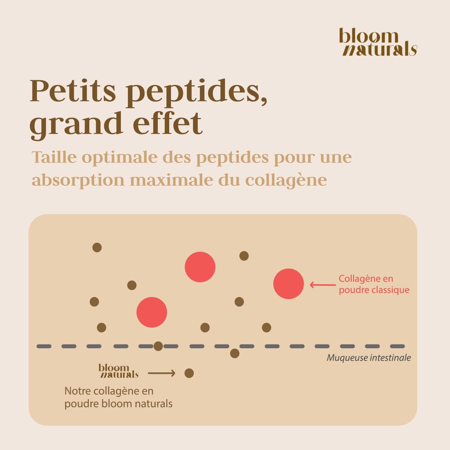 Detalle 2 de Bloom Naturals Beauty Supplements Collagène en poudre 500 g (15 g par portion) – 100% collagène hydrolysé, goût neutre – 33 portions