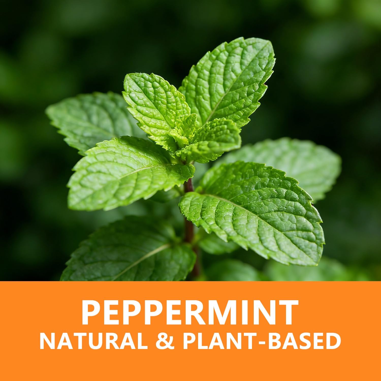 Thumbnail 6 de Mouse & Rat Rodent Repellent Natural Peppermint Oil – 10 Packs