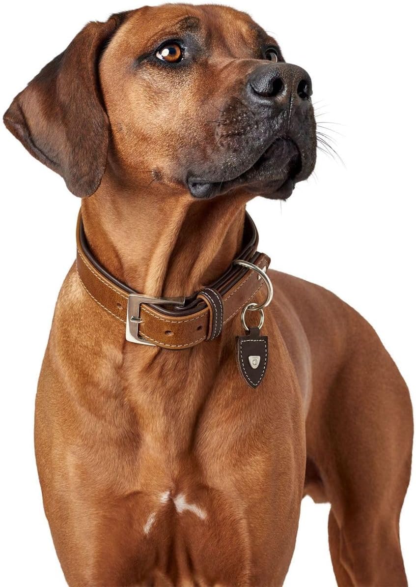 Thumbnail 6 de HUNTER TARA Hundehalsband aus Juchtenleder – robust, witterungsbeständig, verstellbar 35–42 cm (3,5 cm Breite) in cognac/dunkelbraun