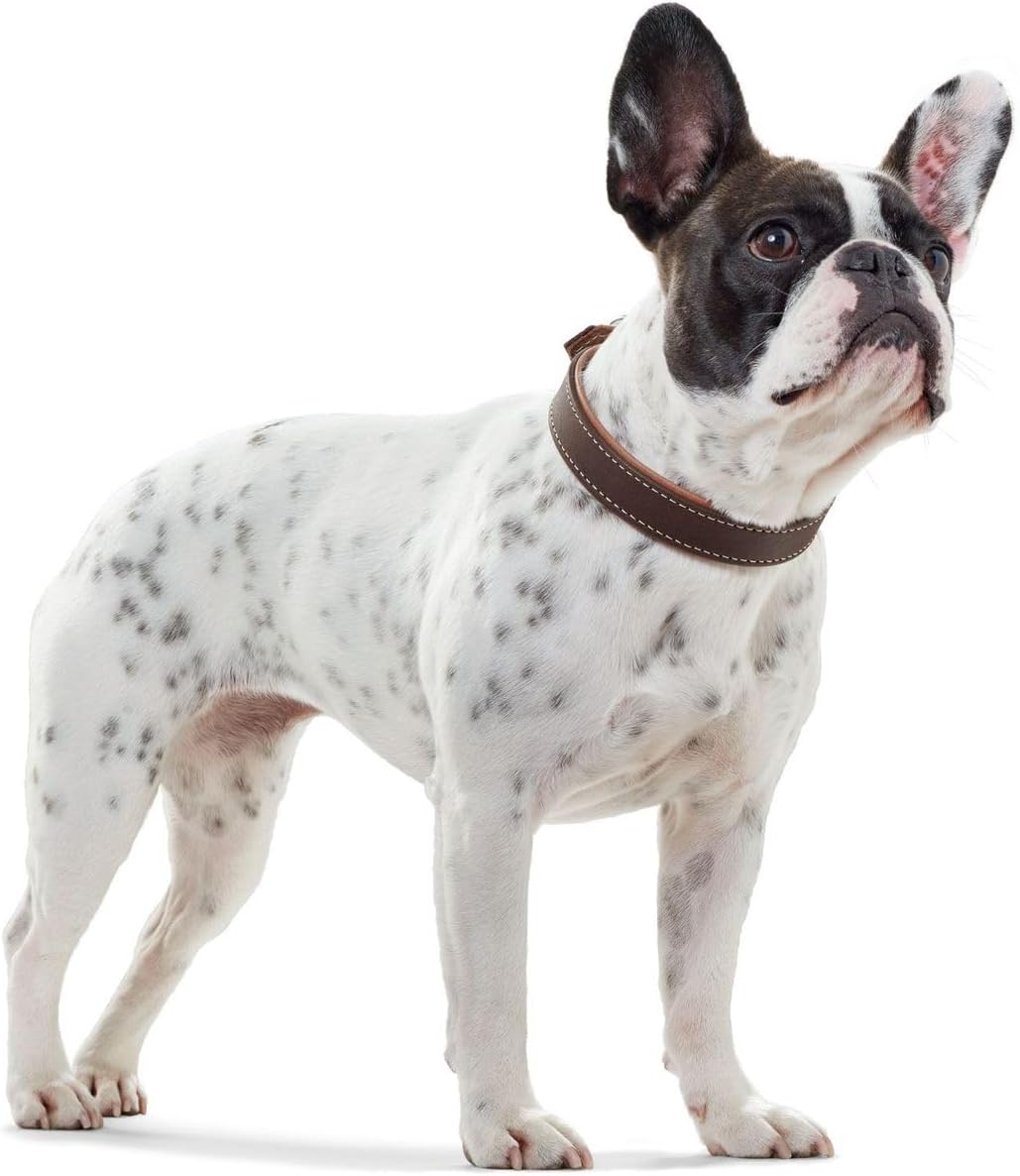 Detalle de HUNTER Hundehalsband PORTO – pflanzengegerbtes Olivenleder, Handarbeit, Größe 30