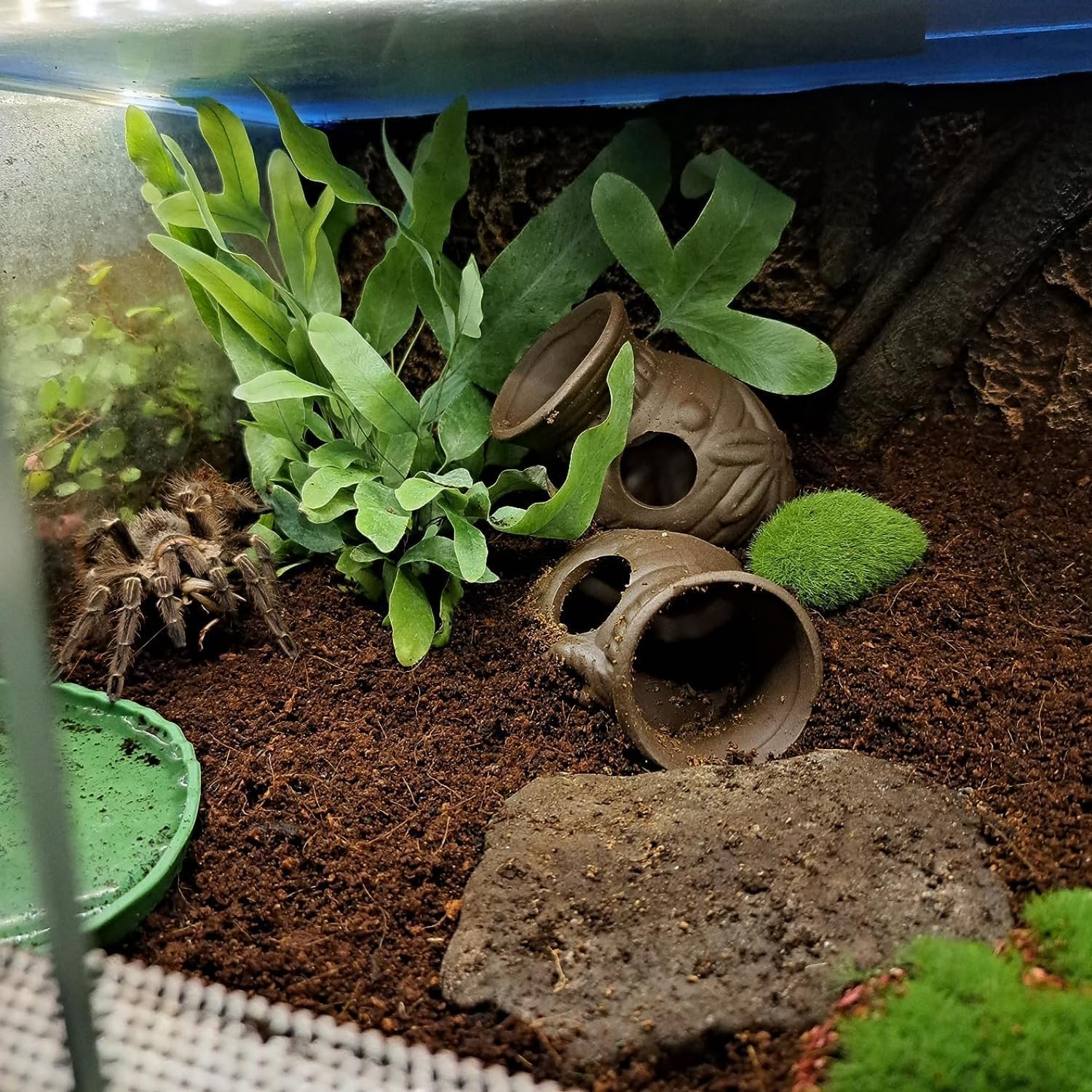 Thumbnail 4 de MaoNativey Fish-Höhle Deko für 2 Stück