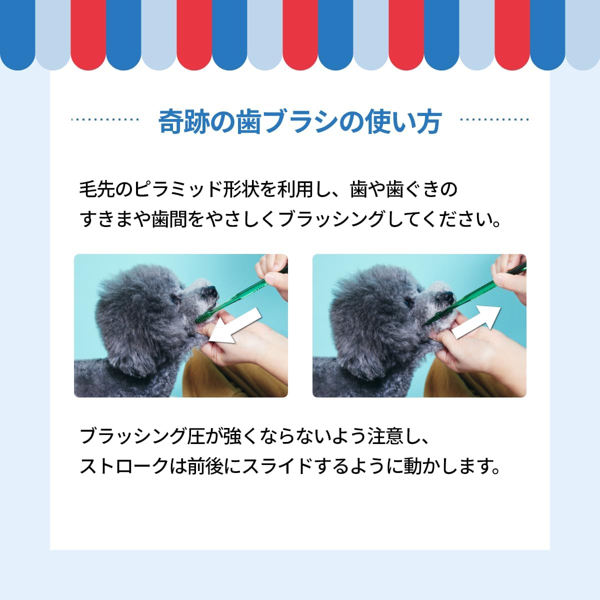 Thumbnail 6 de A.P.D.C. 犬用 奇跡の歯ブラシ 中・大型犬用 ふつう 2本セット 薄型ヘッド・ピラミッドカット