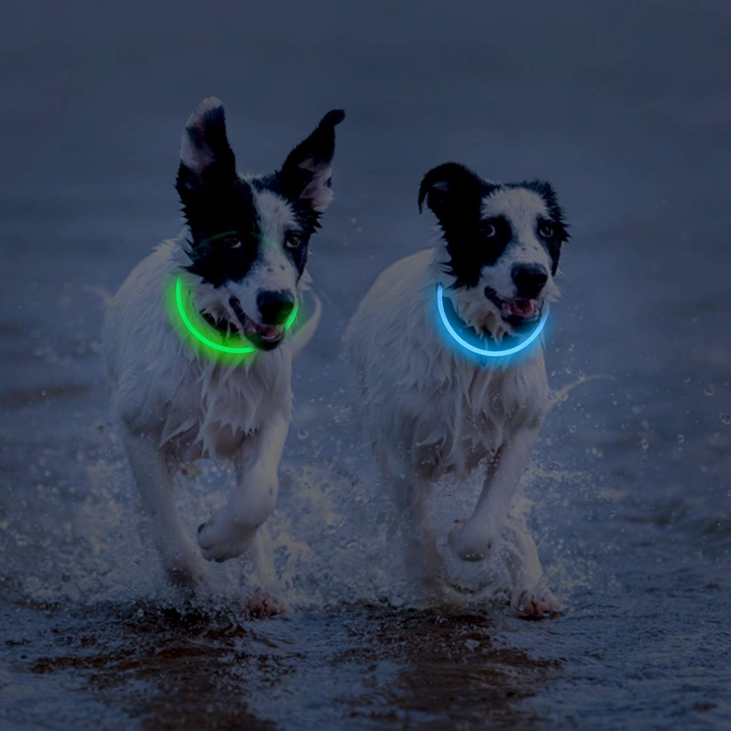Thumbnail 5 de Novkin LED Dog Collar 2-Pack for Night Walks